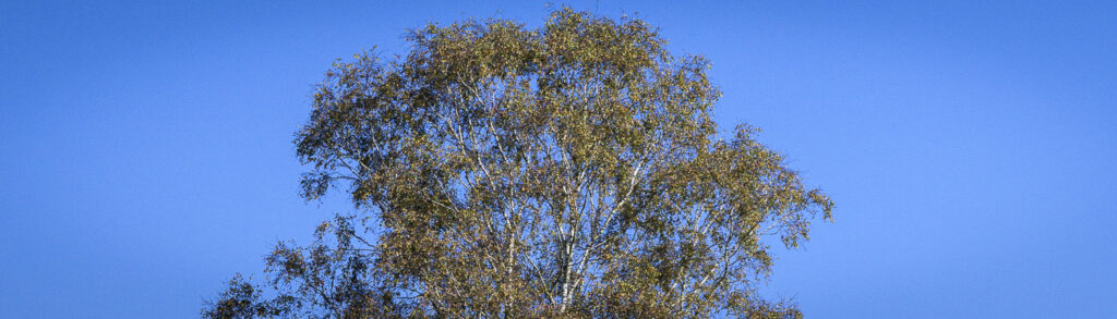 the canopy of a birch tree against a blue sky