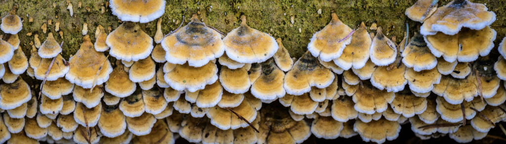 Lot of mushrooms on a tree trunk