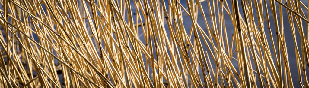 Detail of the city of Gouda