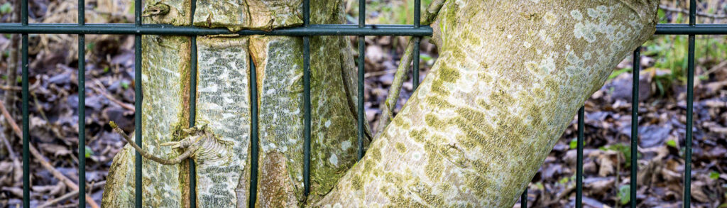 Detail of the city of Gouda