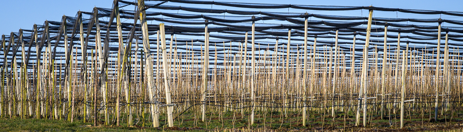 protecting apple trees
