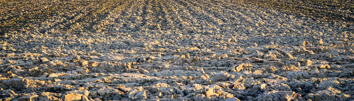The barren field