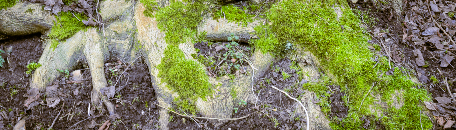 Tree stub with moss