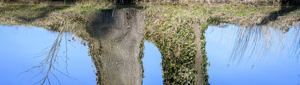 Reflections of tree trunks