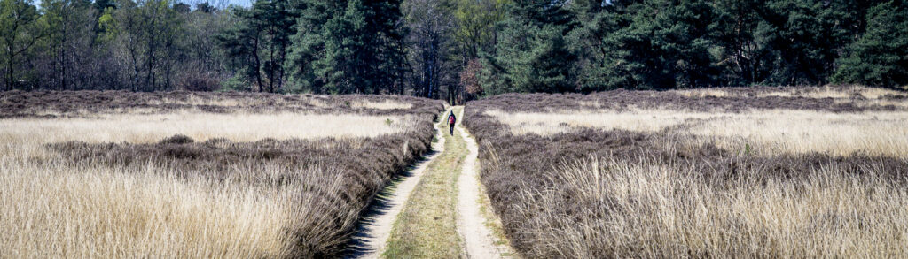 a path on the Duth heather landscape