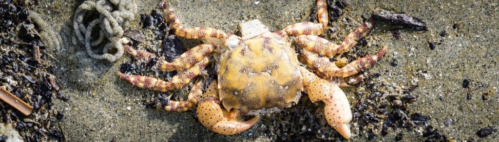crab